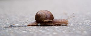 Preview wallpaper snail, crawling, road, armor