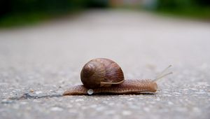 Preview wallpaper snail, crawling, road, armor