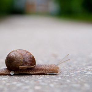 Preview wallpaper snail, crawling, road, armor