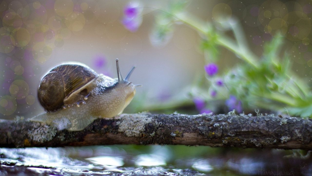 Wallpaper snail, crawling, shell