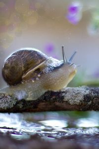 Preview wallpaper snail, crawling, shell