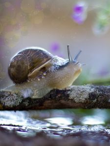 Preview wallpaper snail, crawling, shell