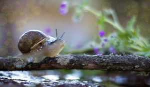 Preview wallpaper snail, crawling, shell