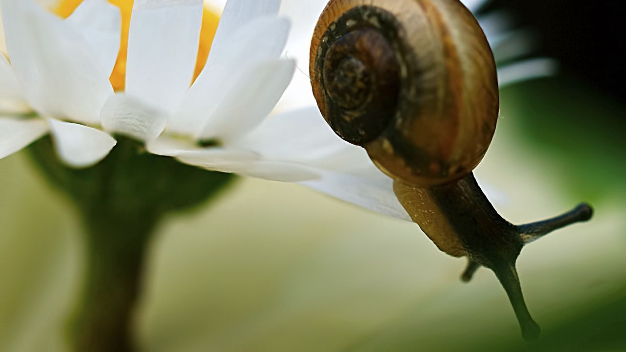Wallpaper snail, daisy, plant, shell