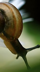 Preview wallpaper snail, daisy, plant, shell