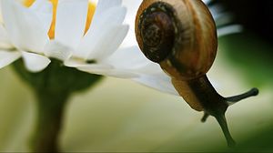 Preview wallpaper snail, daisy, plant, shell