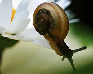 Preview wallpaper snail, daisy, plant, shell