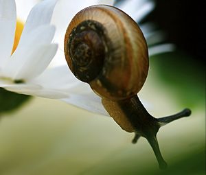 Preview wallpaper snail, daisy, plant, shell