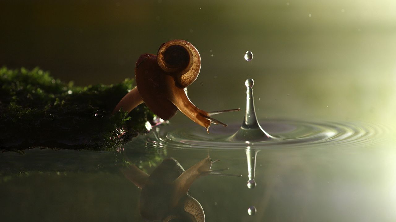 Wallpaper snail, drop, water, shell