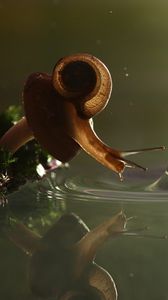 Preview wallpaper snail, drop, water, shell