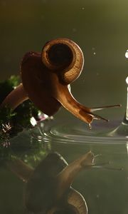 Preview wallpaper snail, drop, water, shell
