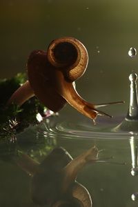 Preview wallpaper snail, drop, water, shell