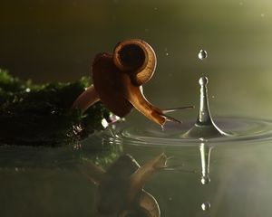 Preview wallpaper snail, drop, water, shell