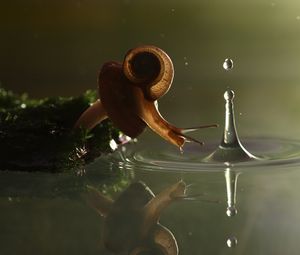 Preview wallpaper snail, drop, water, shell