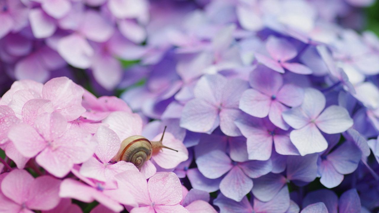 Wallpaper snail, flowers, shell