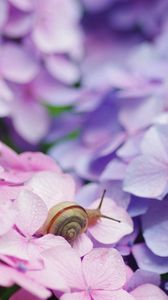 Preview wallpaper snail, flowers, shell