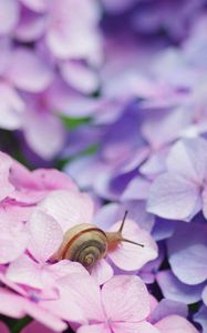 Preview wallpaper snail, flowers, shell