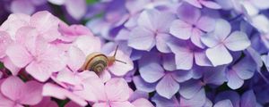 Preview wallpaper snail, flowers, shell