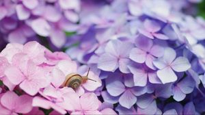Preview wallpaper snail, flowers, shell