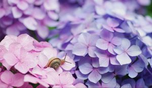 Preview wallpaper snail, flowers, shell