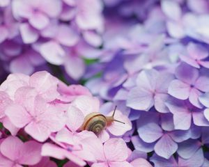 Preview wallpaper snail, flowers, shell