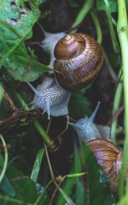 Preview wallpaper snail, grass, crawl
