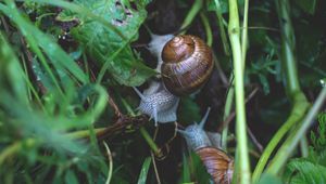 Preview wallpaper snail, grass, crawl