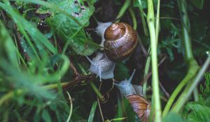 Preview wallpaper snail, grass, crawl