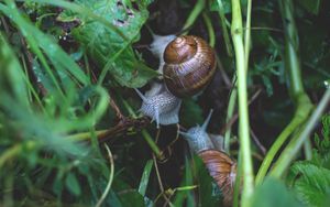Preview wallpaper snail, grass, crawl