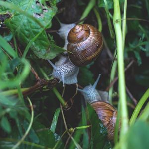 Preview wallpaper snail, grass, crawl