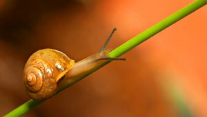 Preview wallpaper snail, grass, crawl, background