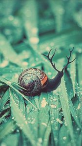 Preview wallpaper snail, grass, dew, drops, moisture