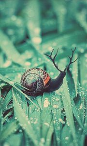 Preview wallpaper snail, grass, dew, drops, moisture