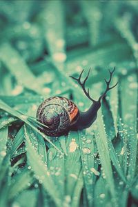 Preview wallpaper snail, grass, dew, drops, moisture