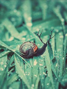 Preview wallpaper snail, grass, dew, drops, moisture