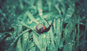 Preview wallpaper snail, grass, dew, drops, moisture