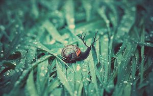 Preview wallpaper snail, grass, dew, drops, moisture