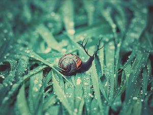 Preview wallpaper snail, grass, dew, drops, moisture