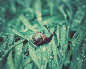 Preview wallpaper snail, grass, dew, drops, moisture