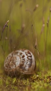 Preview wallpaper snail, grass, shell