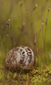 Preview wallpaper snail, grass, shell