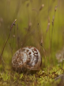 Preview wallpaper snail, grass, shell