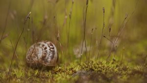 Preview wallpaper snail, grass, shell