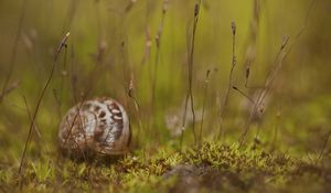 Preview wallpaper snail, grass, shell