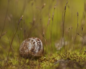 Preview wallpaper snail, grass, shell