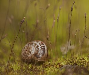 Preview wallpaper snail, grass, shell