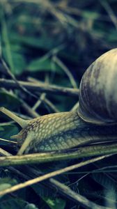 Preview wallpaper snail, grass, shell, antennae