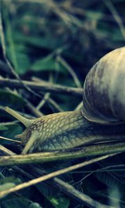 Preview wallpaper snail, grass, shell, antennae