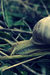 Preview wallpaper snail, grass, shell, antennae