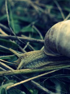 Preview wallpaper snail, grass, shell, antennae